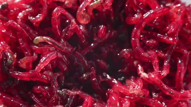 Meal worms is the common name for the larvae of the beetle Tenebrio molitor.