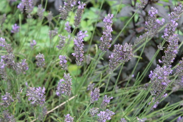 Claude Monet garden, Jiverny