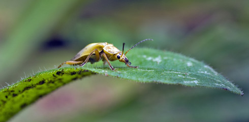 Yellow and black bug on green leaves