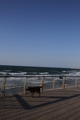 Fototapeta na wymiar Running dog on promenade of Tel Aviv