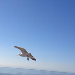 Seagull