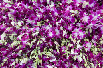 purple and white orchids flowers for sell in Pak Khlong Talat, B