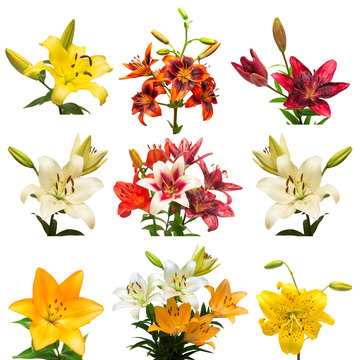 Collection lily flowers isolated on white background. Floristics
