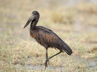 Open billed stork.