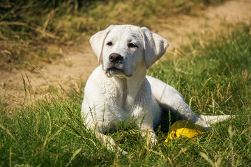 Süßer kleiner labrador retriever hund welpe auf einer wiese