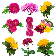 Collection of flowers chrysanthemums isolated on white backgroun