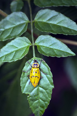 Yellow and black bug on green leaves