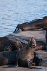 Sea lions sleeping in a wooden jetty in cape town, South africa