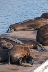 Sea lions sleeping in a wooden jetty in cape town, South africa