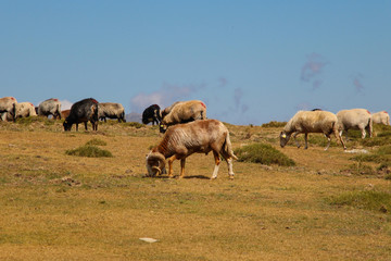 Mountain sheeps.