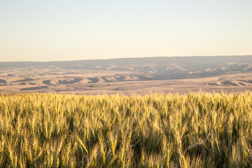 Palouse Vista