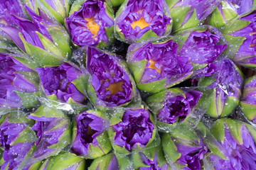 Violet lotus wrapped with plastic for sale at Pak Khlong Talat,