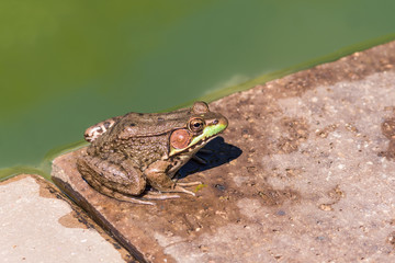 Large green toad frog sitting by dirty pond