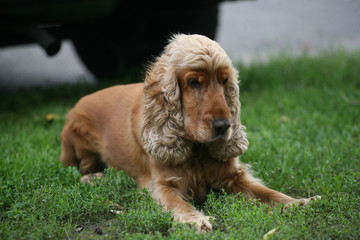 Old red spaniel on the grass