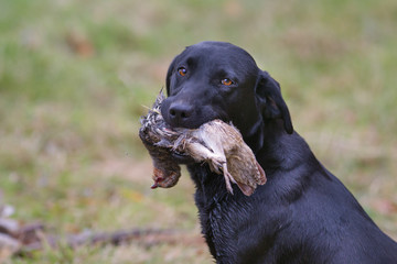 Black Labrador retrieving  partridge on shoot mid November