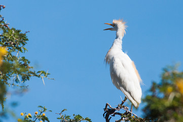  Grey heron