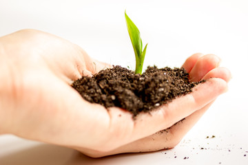 Concept birth of idea- sprout from soil on white background
