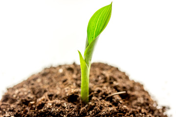 Concept birth of idea- sprout from soil on white background