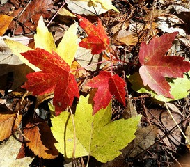 Beautiful colorful leaves in autumn forest, closeup