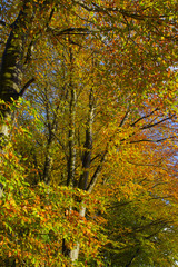 Fototapeta na wymiar Beech Fagus sylvatica Autumn Leaves