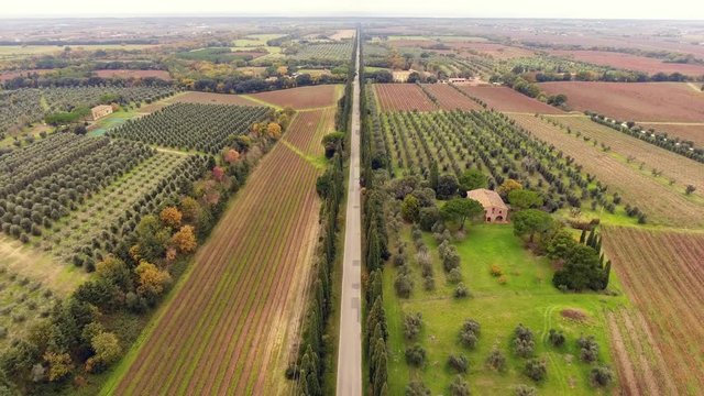 Aerial shot, a road between two cypress raws, in the middle of cultivated fields in Tuscany, Italy, shot with drone