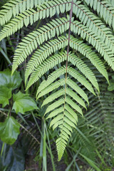 Fern Pattern, Cloud Forest, Ecuador