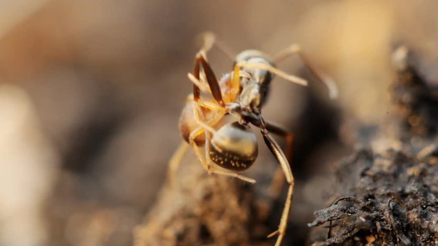 closeup of spider attacking ant