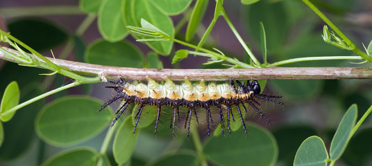 Colorful caterpillar in natural habitat