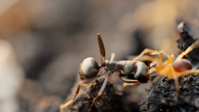 closeup of spider attacking ant