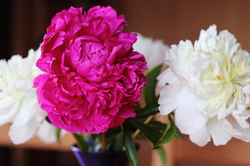 red and white peonies