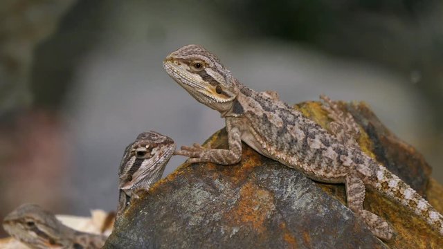 Pogona Reptile Couple. Pogona is a genus of reptiles containing eight lizard species, which are often known by the common name bearded dragons. 