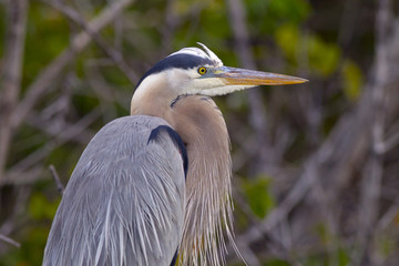 Great Blue Heron Ardea herodiasperched on post preening Fort Myers beach Gulf Coast Florida USA