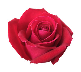 Red rose isolated on white background, soft focus and clipping p