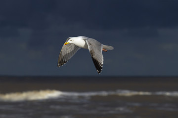 Herring Gull Larus argentatus Immature birdflying over a stormy North Sea