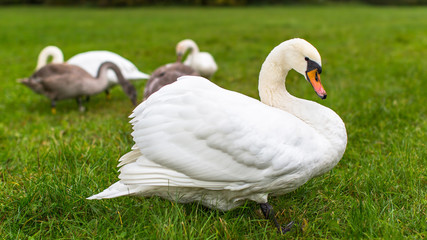 Swans on the green grass.