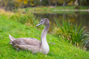 Swan lying on the grass in the Park.