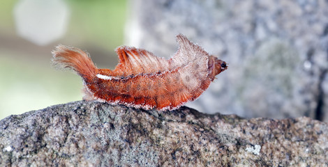 Colorful caterpillar in natural habitat