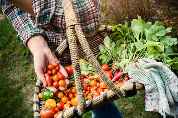 Vegetable picking &ndash; fresh vegetables in a basket