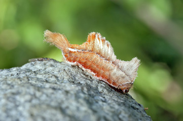 Colorful caterpillar in natural habitat