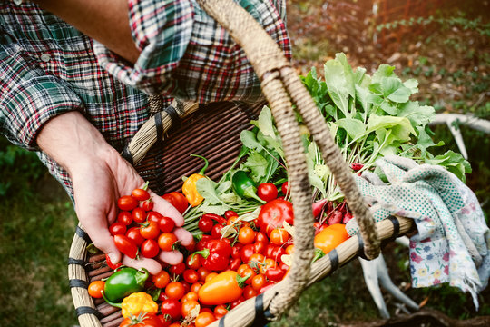 Farmer holding a basket with fresh picked vegetables