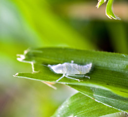 Transparent nymph of leafhopper on green leaf