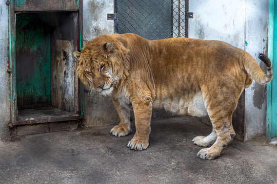 A Liger in Harbin, China. The Liger is the hybrid of a male lion and a female tiger, and there is only a 0.1% chance that such a baby is born.