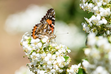 Butterflies and flowers