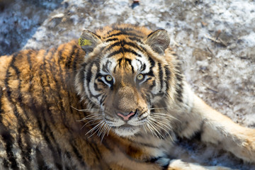 Fototapeta na wymiar The beautiful look of a Tiger behind the fence in harbin, China