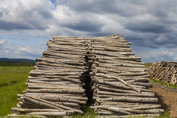 poplar trees ready for pick up