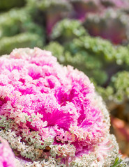 Fresh cabbage (brassica oleracea) plant leaves