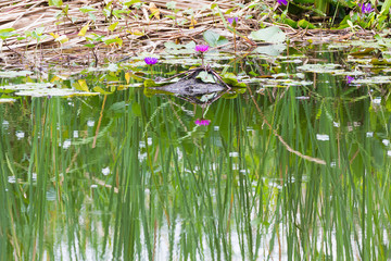 Wild pond with waterlily flowers