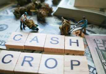 Marijuana With Workers Moving Their Harvest Stock Photo High Quality 