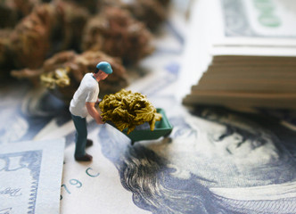 Marijuana ( Worker Moving His Golden Nugget ) Stock Photo High Quality 