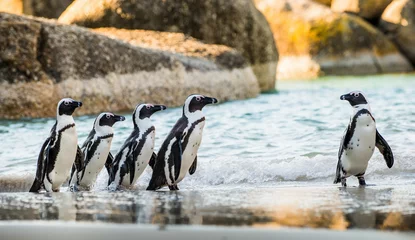 Fotobehang Afrikaanse pinguïn (Spheniscus demersus) © Uryadnikov Sergey